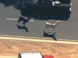 llamas